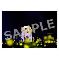 ライブ写真 東京 Aセット