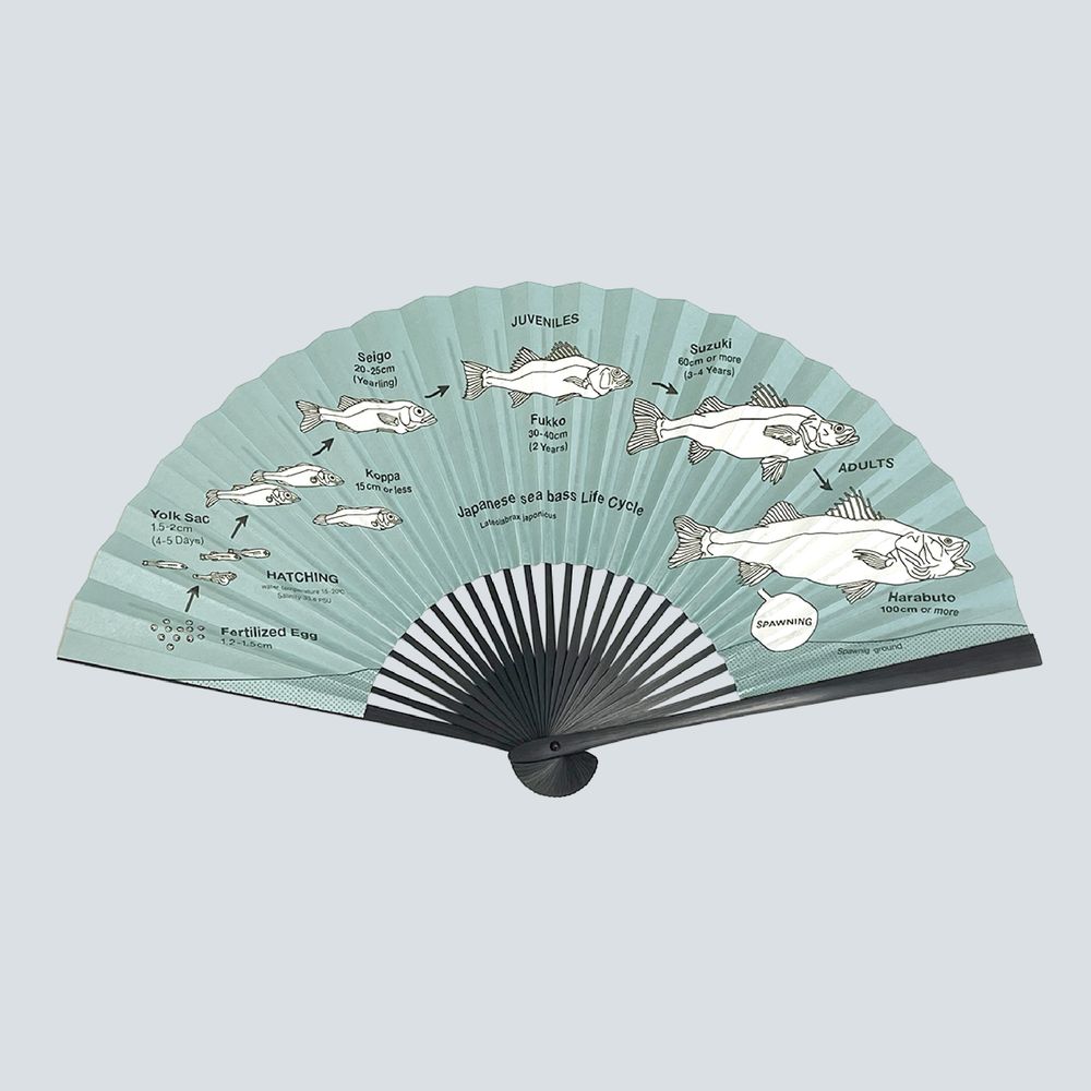 Japanese sea bass Life Cycle 扇子