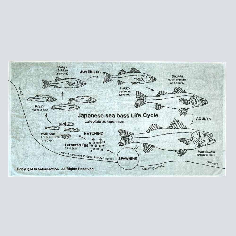 Japanese sea bass Life Cycle BIG TOWEL